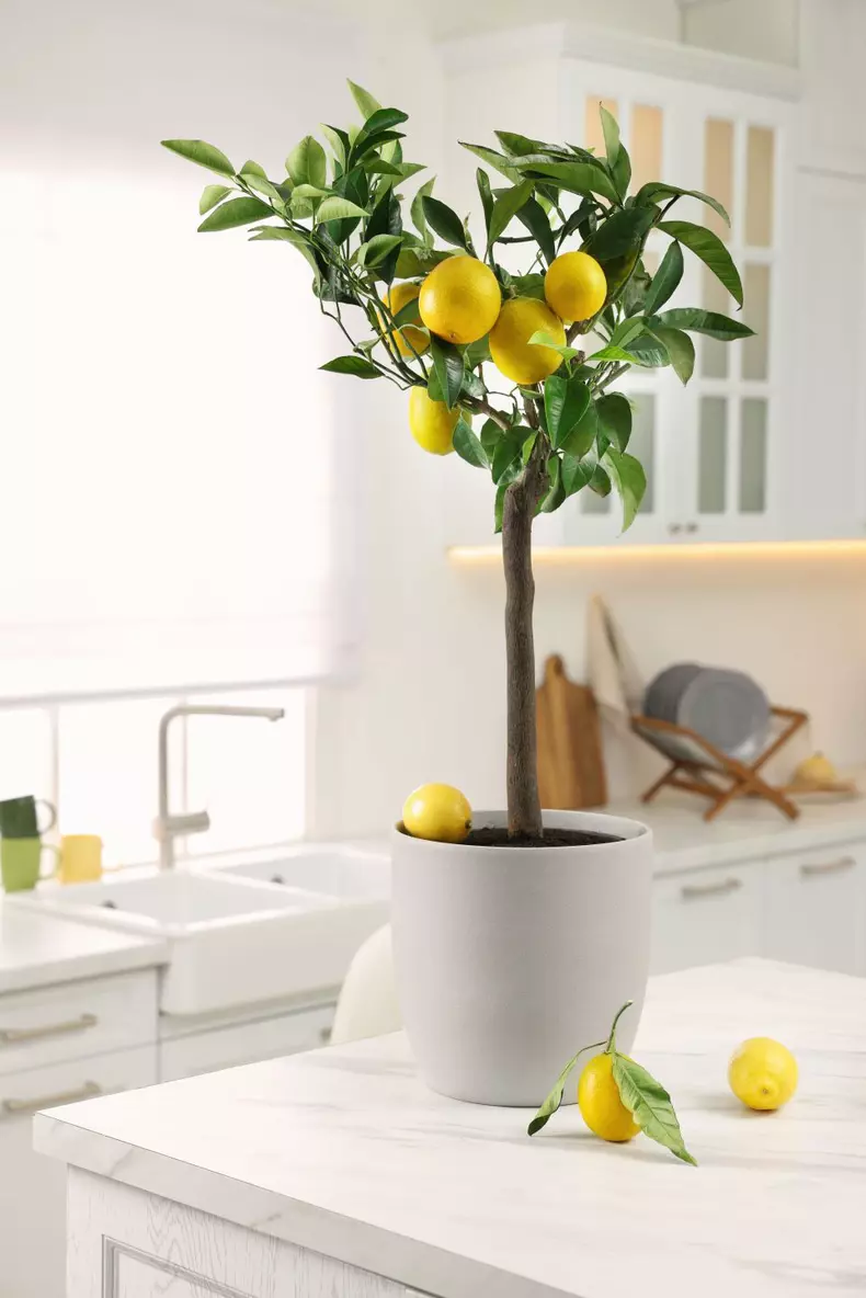 Potted,Lemon,Tree,And,Ripe,Fruits,On,Kitchen,Countertop