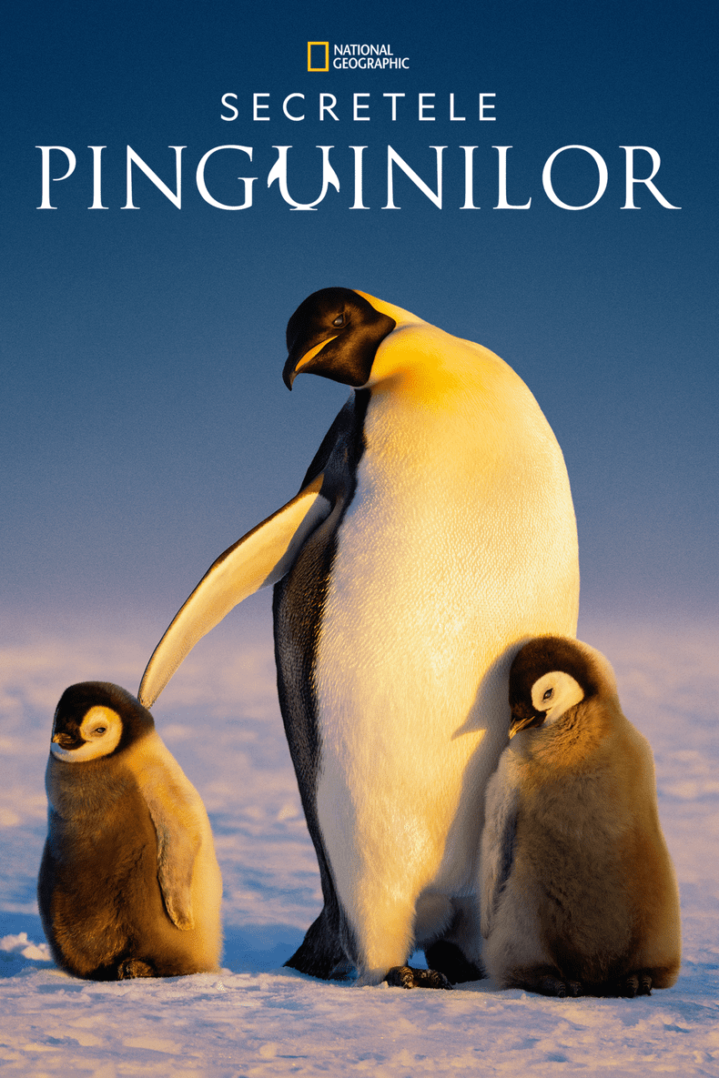 secretele-pinguinilor-documentar (1)