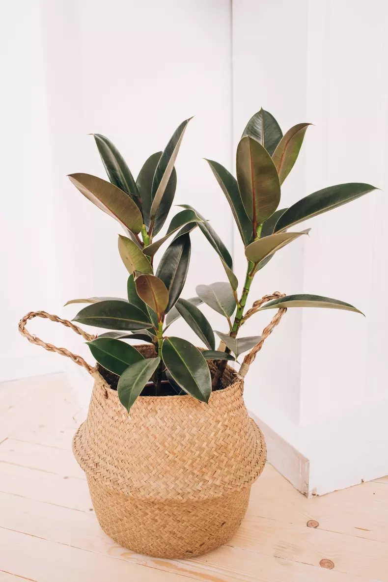 Rubber,Plant.,Home,Plant,On,A,White,Background.,Fashionable,Home