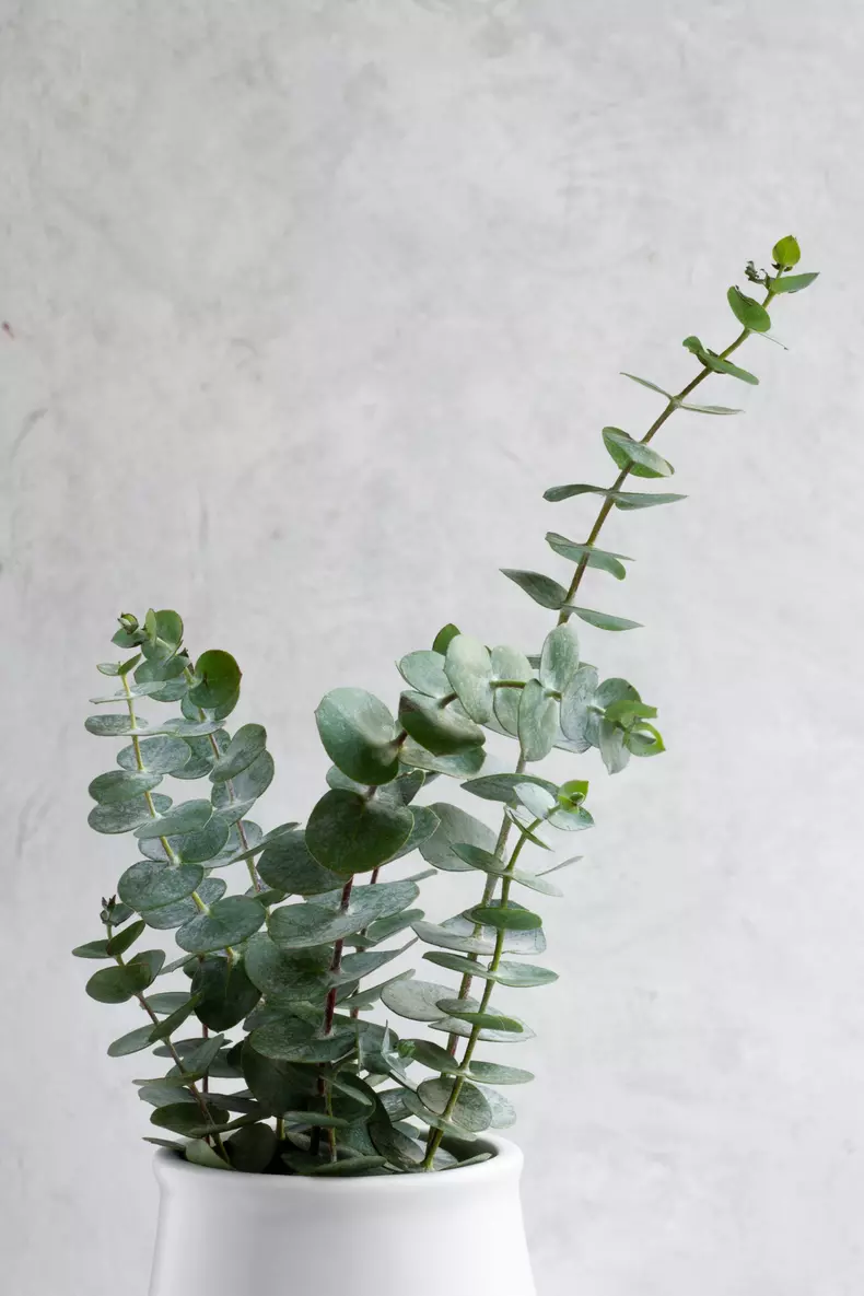 Elegant,Eucalyptus,Background,.,Floral,Backround,.