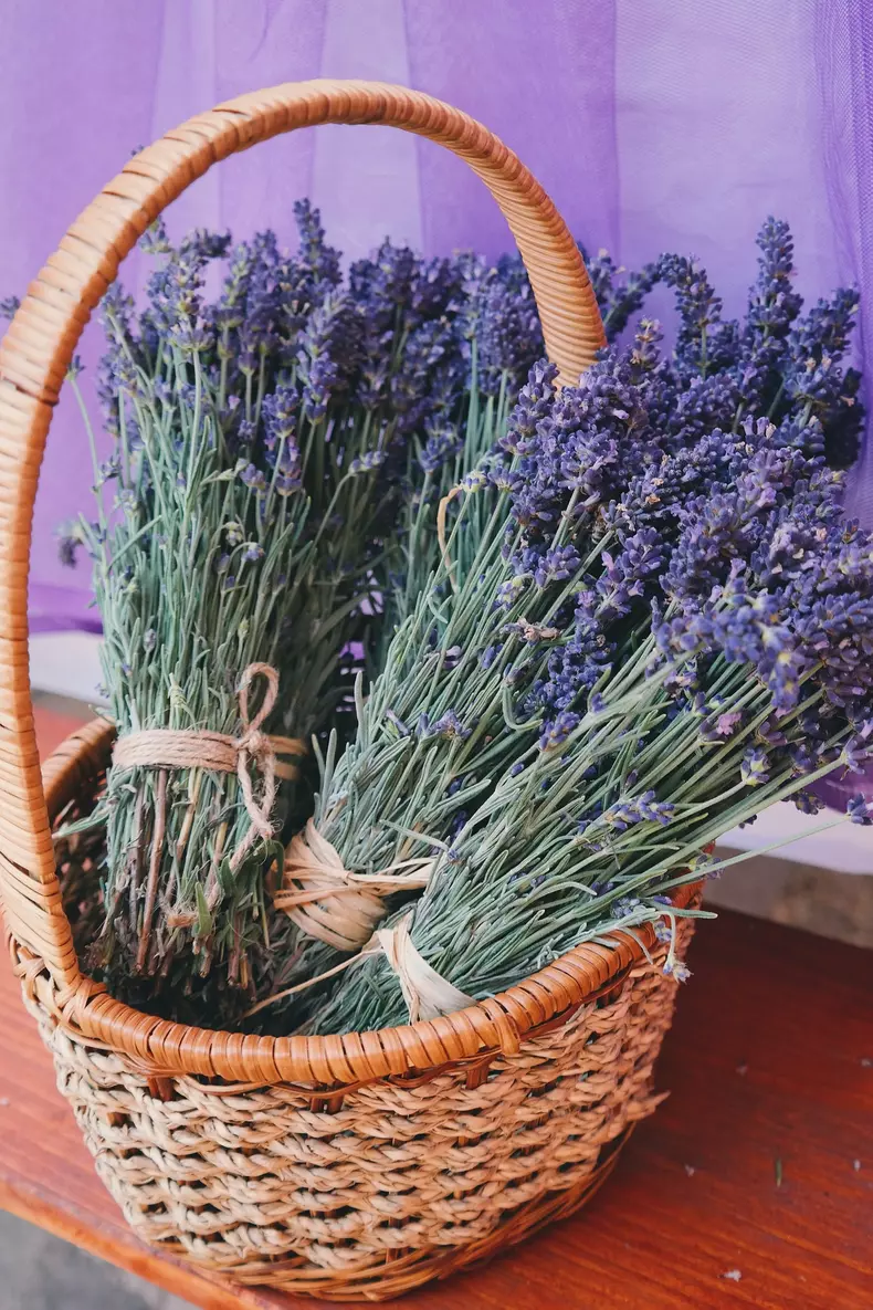 lavanda