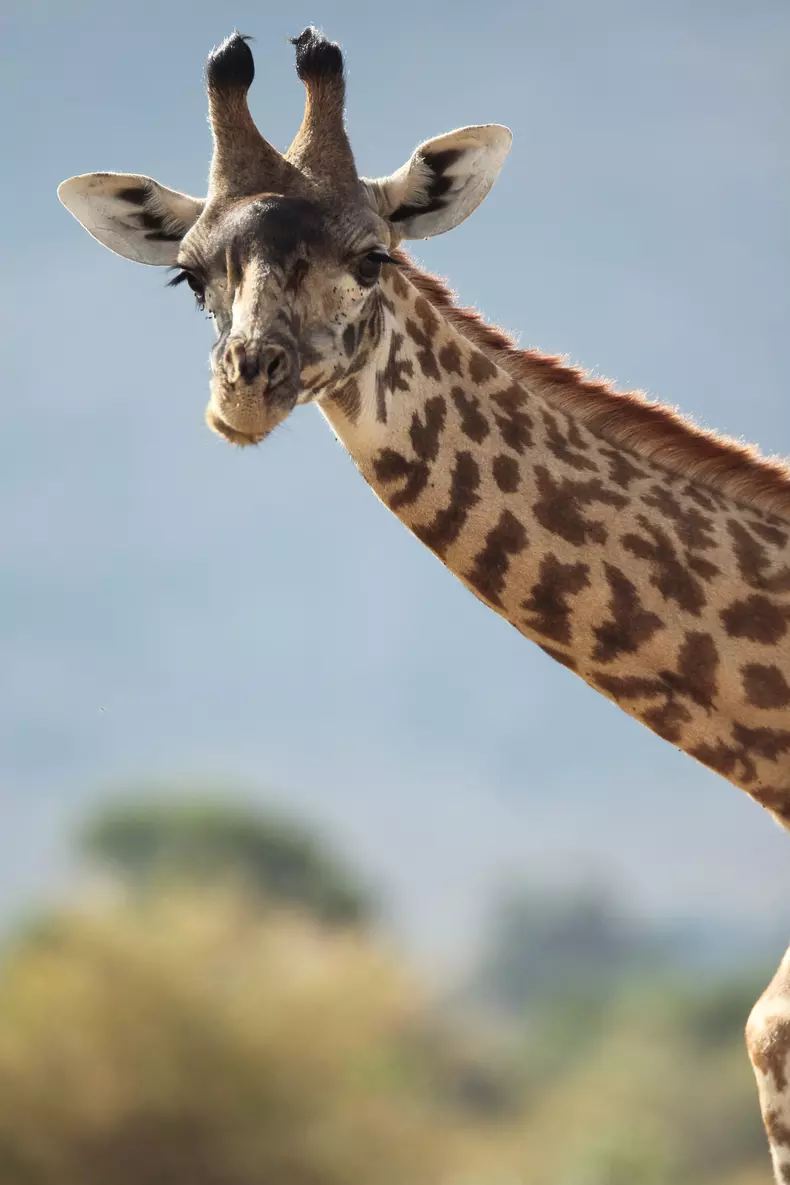 Premierele lunii noiembrie 2023 la National Geographic și National Geographic Wild