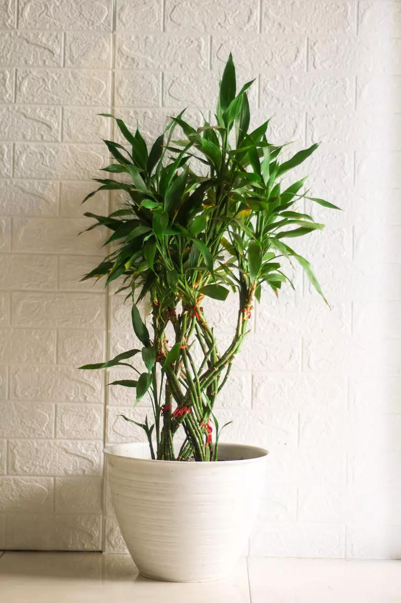 Dracaena,Sanderiana,Or,Lucky,Bamboo,Plant,In,A,White,Pot