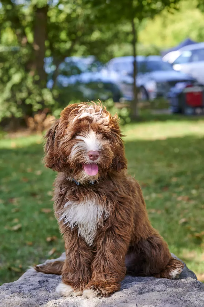 prietenul-perfect-mr.-pawsitively-perfect-2