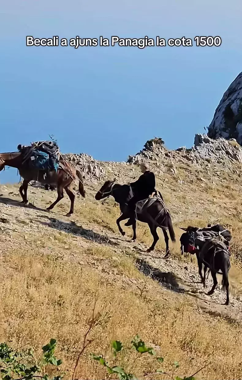 Becali cu magarul pe munte 3