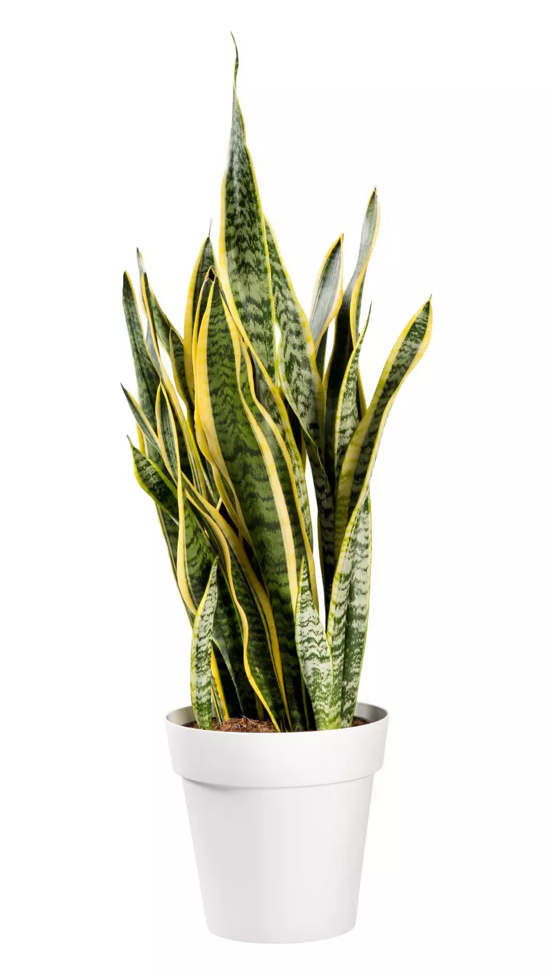 Ornamental,Potted,Sanseviera,Laurentii,Plant,Otherwise,Known,As,Snake,Plant,