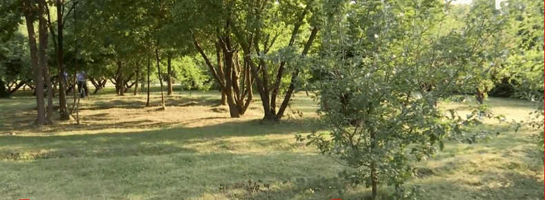 craiova crima gradina botanica