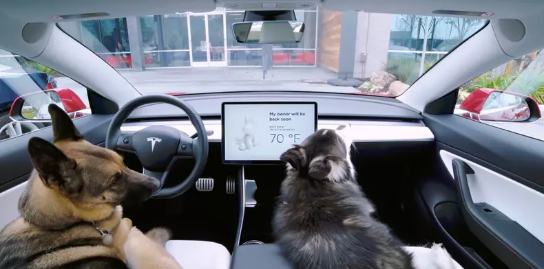 Dog Mode: Noua funcție Tesla îți protejează cățelul și geamurile