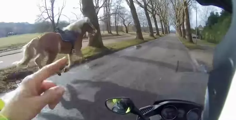 Un conducător de moped ajută o femeie să-și recupereze calul