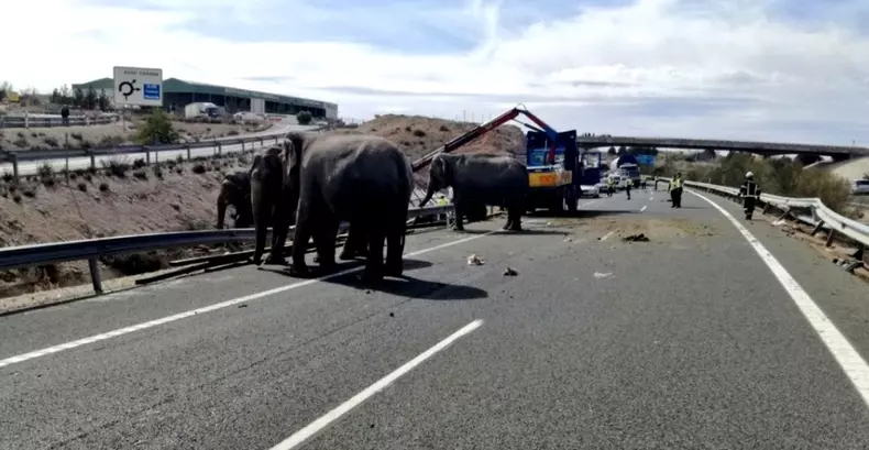 autostrada-blocata-de-elefanti