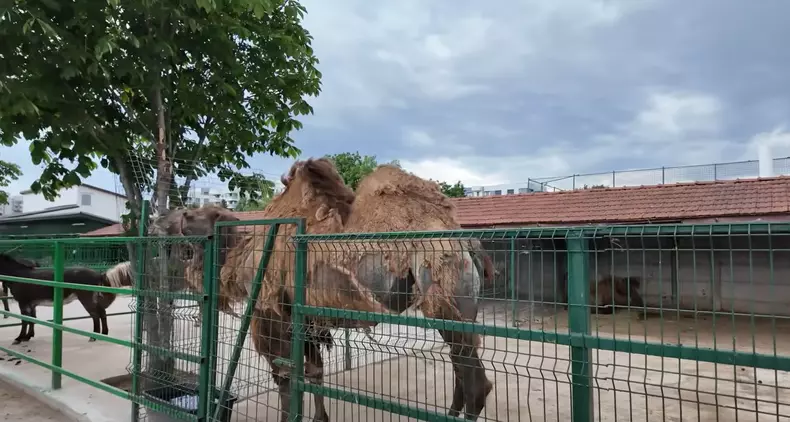imagini casă Nuțu Cămătaru (18)