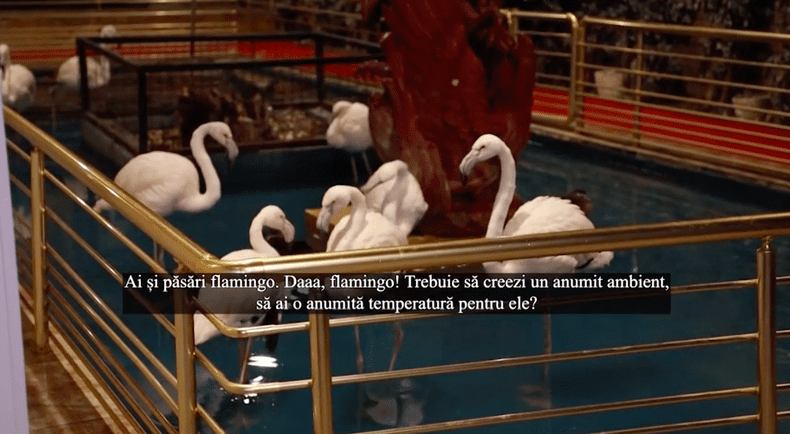 Captură-de-ecran-din-2020.12.10-la-13.33.08