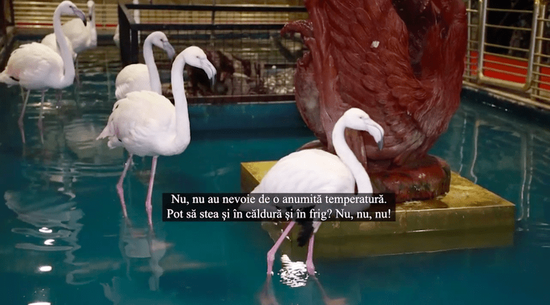 Captură-de-ecran-din-2020.12.10-la-13.33.13