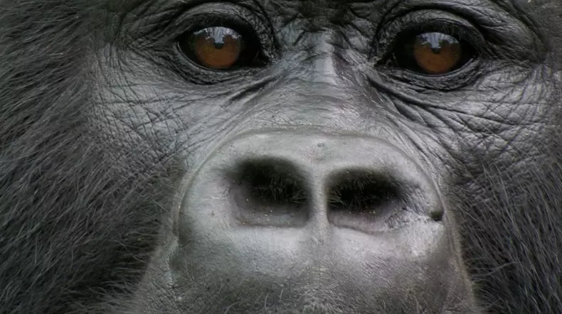 Premierele lunii noiembrie 2023 la National Geographic și National Geographic Wild