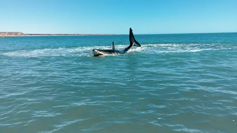 shark-week-3_669510963f65d