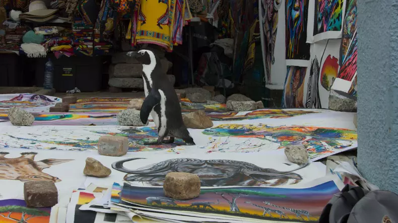 secretele-pinguinilor-documentar (10)