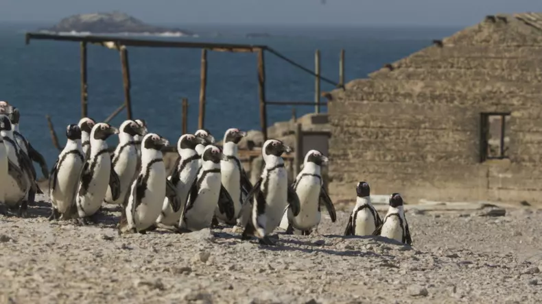 secretele-pinguinilor-documentar (11)