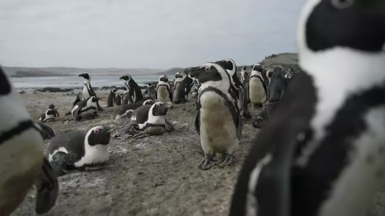 secretele-pinguinilor-documentar (12)