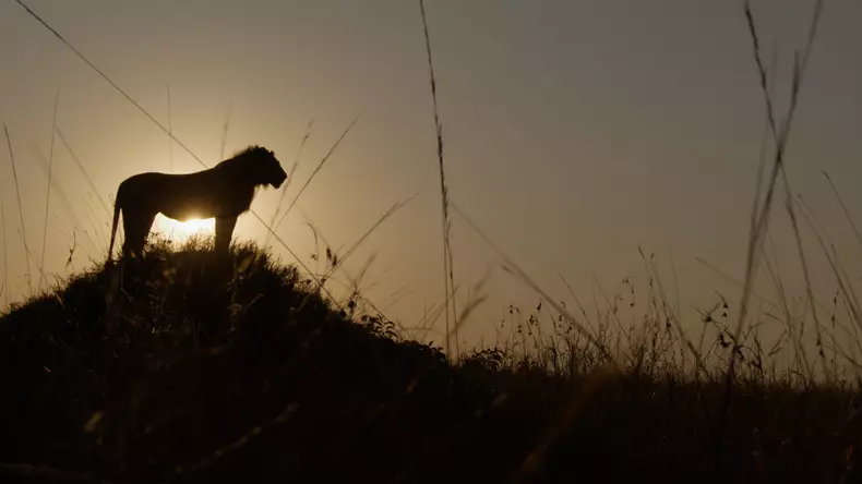 leul-serie-documentara-national-geographic-disney-plus-premiera (1)