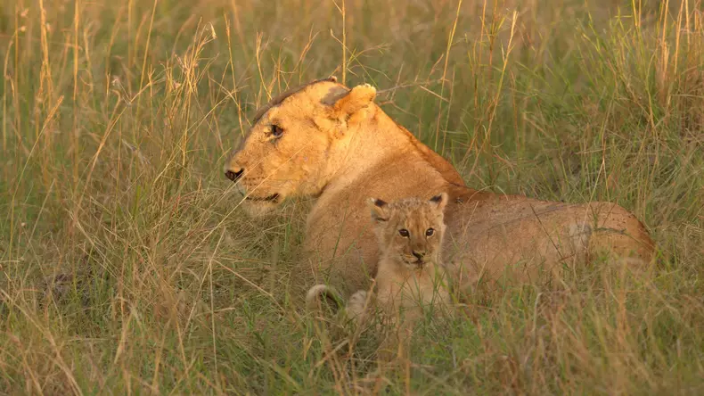 leul-serie-documentara-national-geographic-disney-plus-premiera (2)