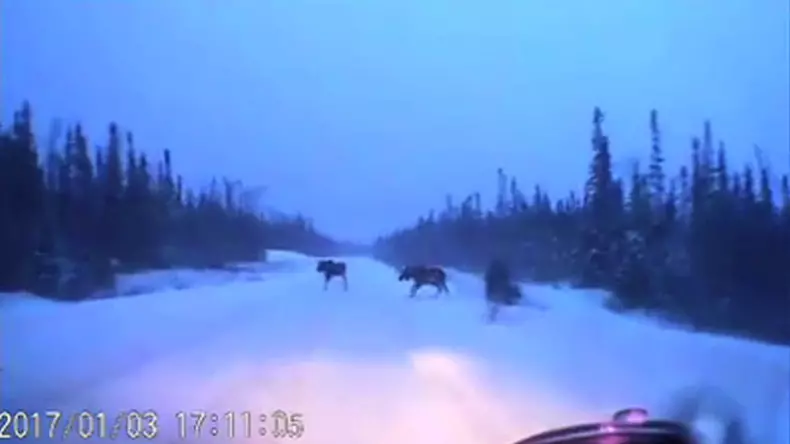 Car-narrowly-avoids-4-moose-on-snowy-road