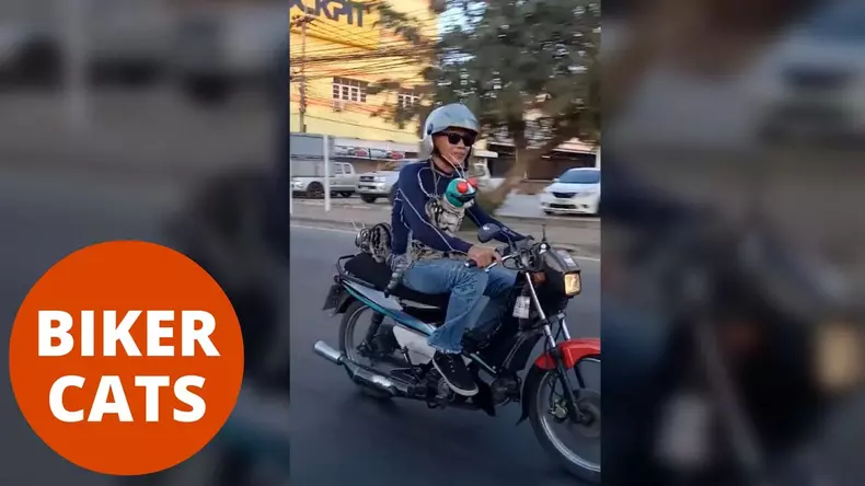 Hilarious-moment-two-cats-ride-on-a-motorbike-wearing-little-helmets
