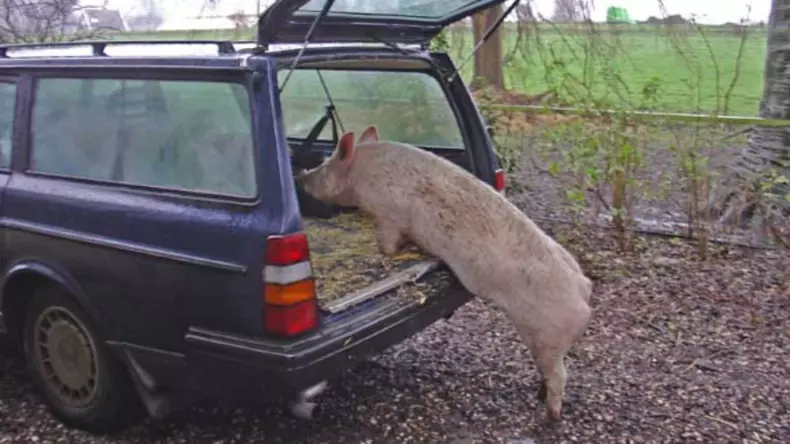 20120130-wl-varken-miss-piggy-achterklep-volvo-240-station-hooi-600