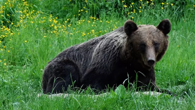 Dosar Romania 11