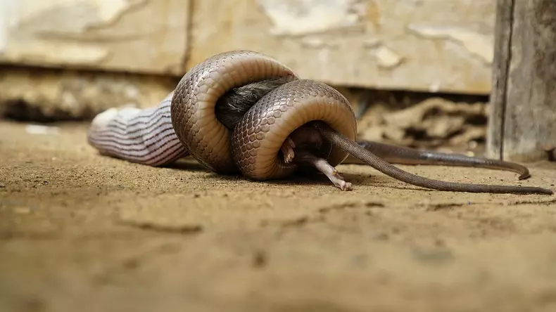 Premierele-lunii-martie-la-National-Geographic-Wild-3
