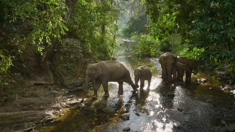 The herd crosses the Sancha river in search of food. (ZED)