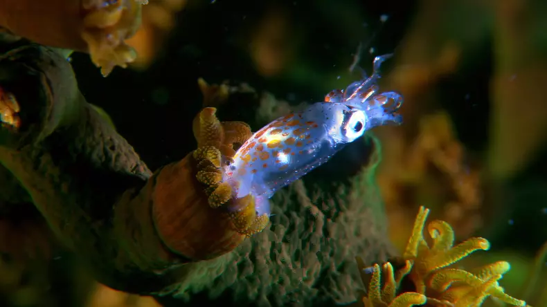 Cetatea de coral2