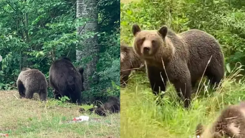 cantareata-delia-intalnire-cu-13-ursi-in-20-de-minute-la-vidraru-724820