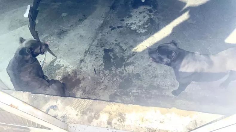 femeie-atacata-caini-lupta-lacul-morii-817824