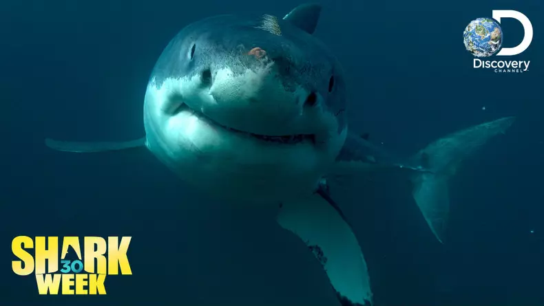Shark Week_2018_23-29iulie (2)