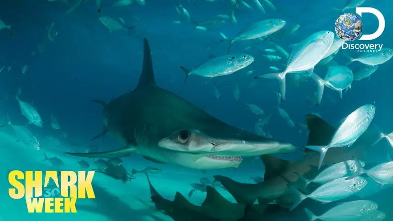 Shark Week_2018_23-29iulie (3)