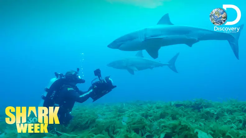 Shark Week_2018_23-29iulie (4)