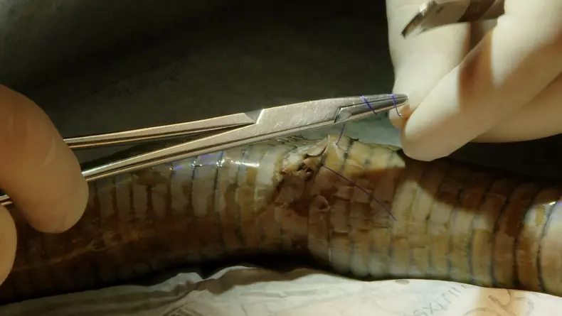 Premierele-lunii-martie-la-National-Geographic-Wild-5