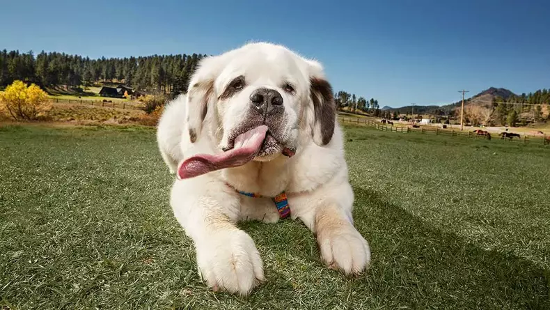 mochi