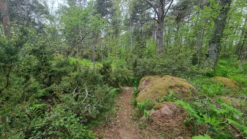 Trekking,The,Trails,On,Ulko-tammio,Island,In,Finland