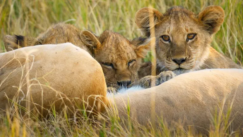 Big Cats 24-7