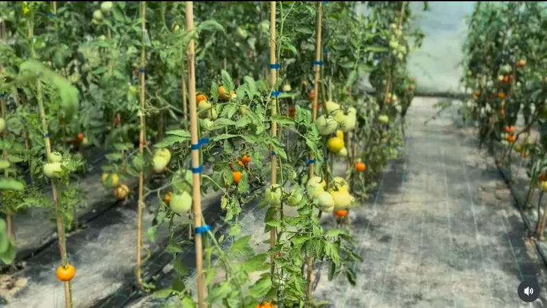 Dragoș Bucur și Dana Nălbaru, recoltă bogată în solarul lor  (10)