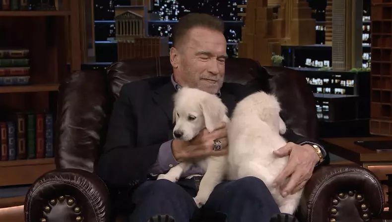Schwarzenegger pup quiz