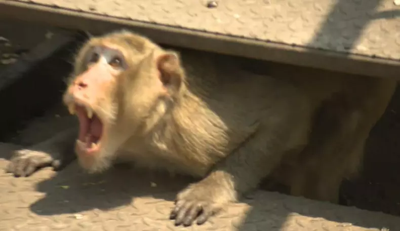 Concurenții au luptat pentru imunitate la Asia Express – 16 septembrie 2024  (2)