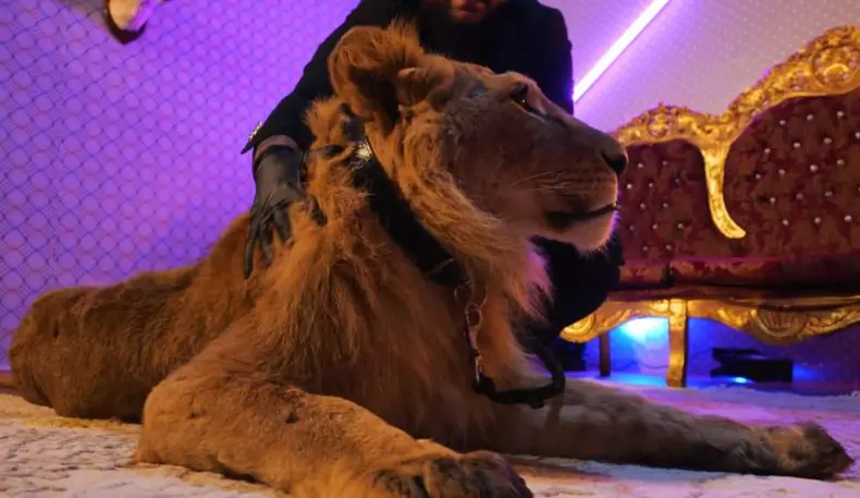 leul-din-videoclipul-lui-Dani-Mocanu-Stop-Romania-800x463