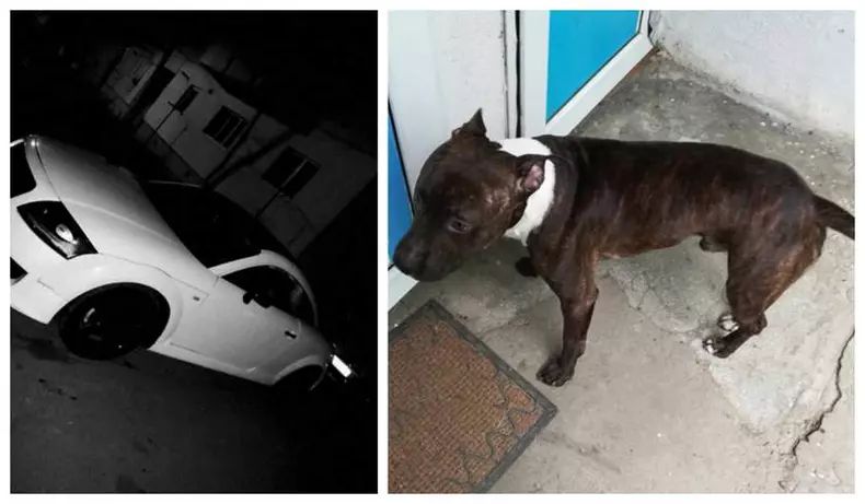 Audi TT, oferit drept recompensă pentru recuperarea unui cățel pierdut