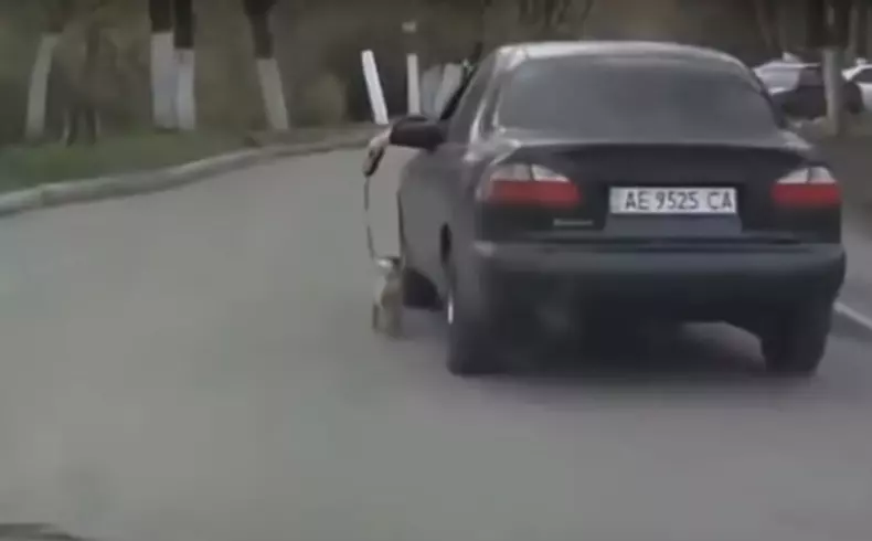 Caine plimbat cu masina