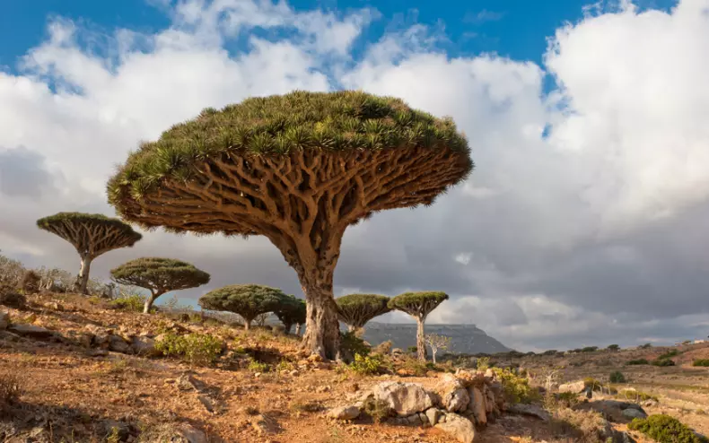 Socotra, Yemen