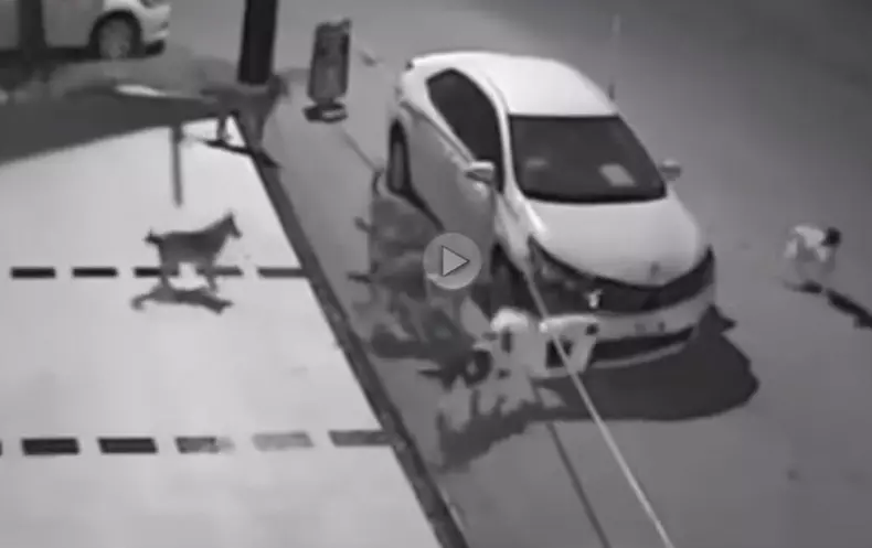 masina-devorata-de-caini