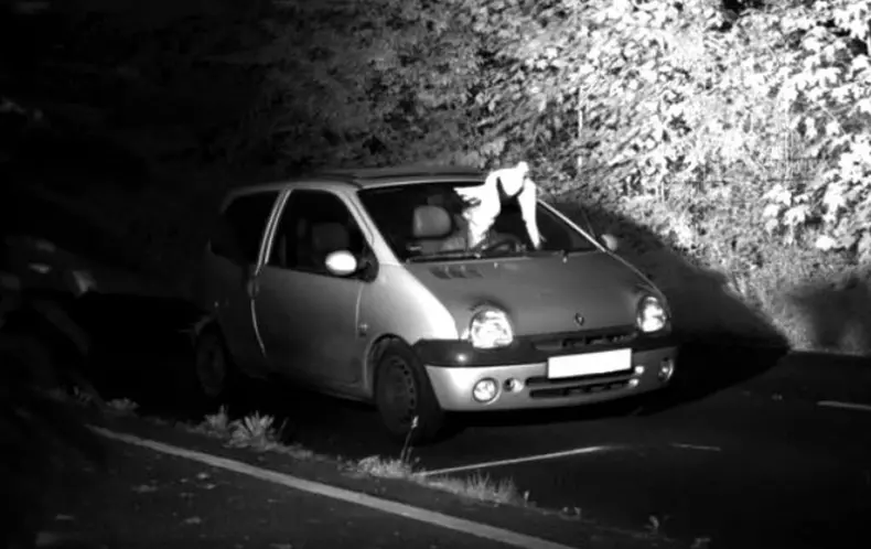 Cum a fost salvat un sofer vitezoman de o pasare