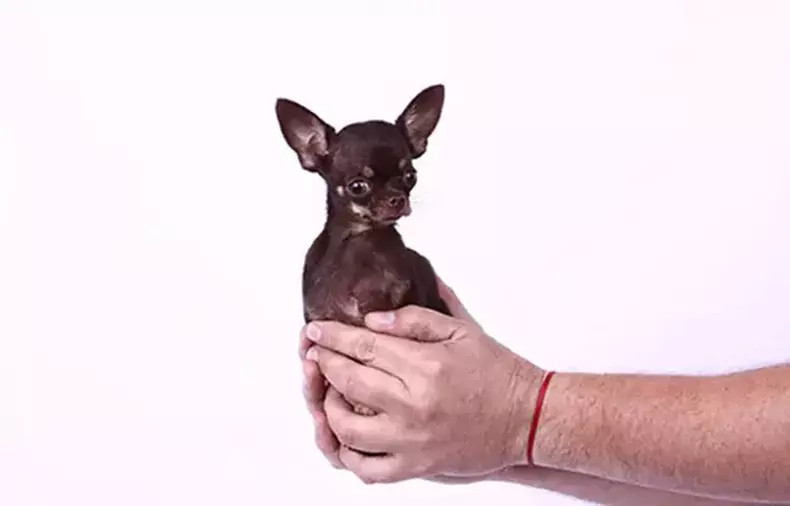 milly